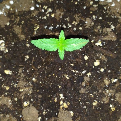 Royal Gorilla automatic growlog timeline photo