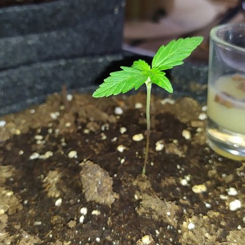 Royal Gorilla automatic growlog timeline photo