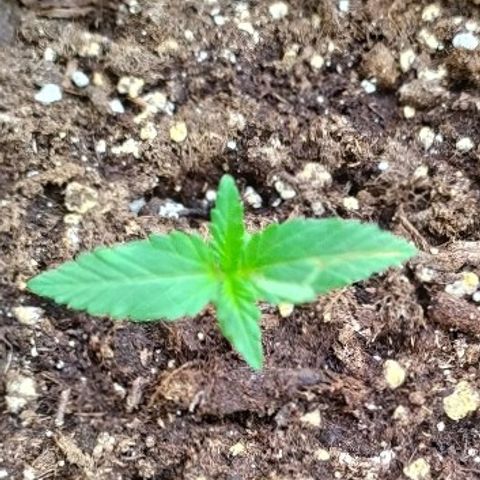Royal Gorilla automatic growlog timeline photo