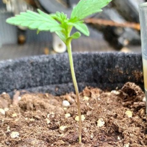 Royal Gorilla automatic growlog timeline photo
