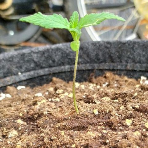 Royal Gorilla automatic growlog timeline photo