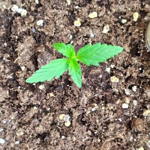 Royal Gorilla automatic growlog timeline photo
