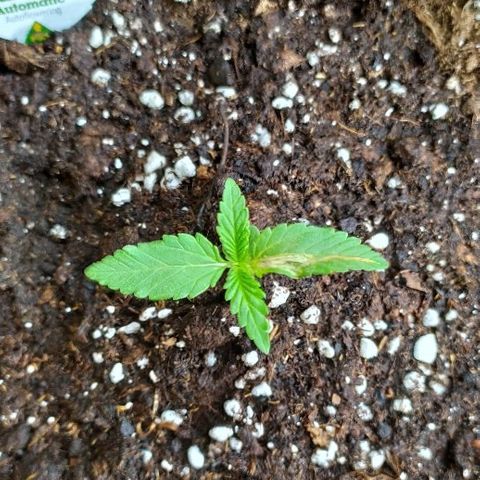 Royal Gorilla automatic growlog timeline photo