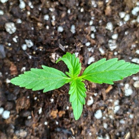 Royal Gorilla automatic growlog timeline photo