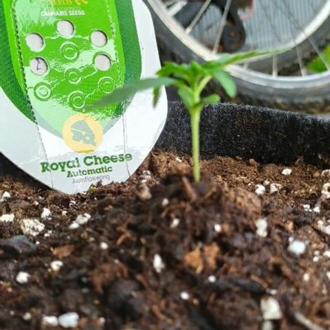 Royal Gorilla automatic growlog timeline photo