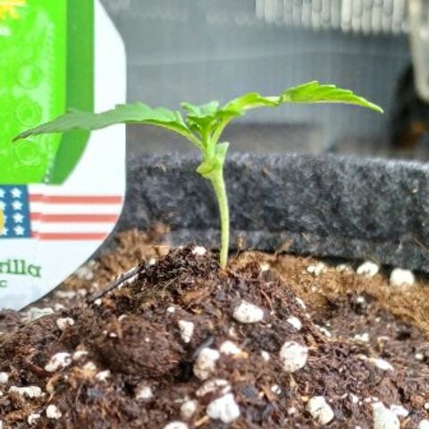 Royal Gorilla automatic growlog timeline photo