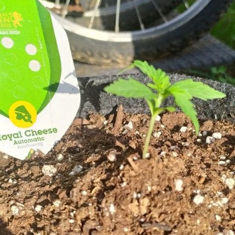 Royal Gorilla automatic growlog timeline photo