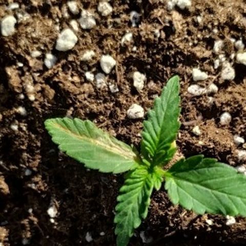 Royal Gorilla automatic growlog timeline photo