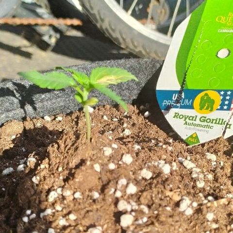 Royal Gorilla automatic growlog timeline photo