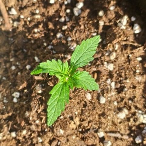 Royal Gorilla automatic growlog timeline photo