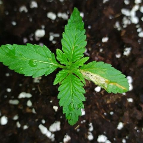 Royal Gorilla automatic growlog timeline photo