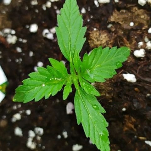 Royal Gorilla automatic growlog timeline photo