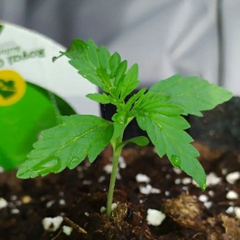 Royal Gorilla automatic growlog timeline photo