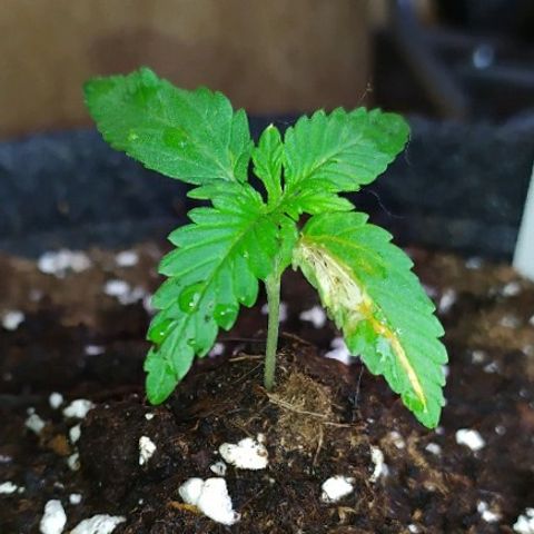 Royal Gorilla automatic growlog timeline photo