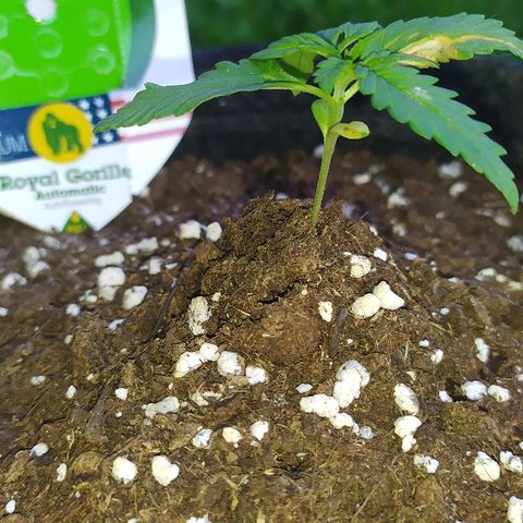 Royal Gorilla automatic growlog photo: Beaucoup de soleil aujourd'hui