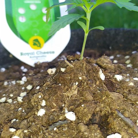 Royal Gorilla automatic growlog photo: Beaucoup de soleil aujourd'hui