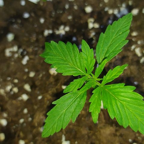 Royal Gorilla automatic growlog photo: Beaucoup de soleil aujourd'hui