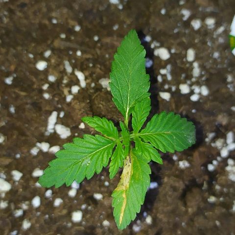 Royal Gorilla automatic growlog photo: Beaucoup de soleil aujourd'hui