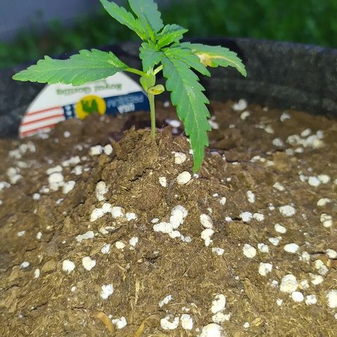Royal Gorilla automatic growlog timeline photo