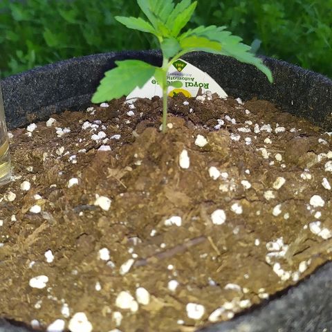 Royal Gorilla automatic growlog timeline photo