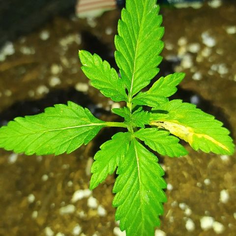 Royal Gorilla automatic growlog timeline photo