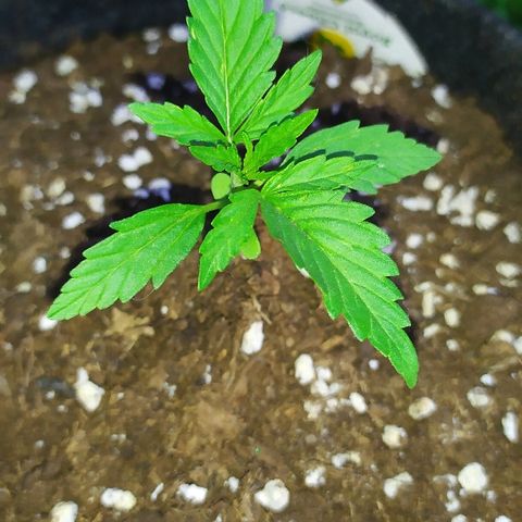 Royal Gorilla automatic growlog timeline photo