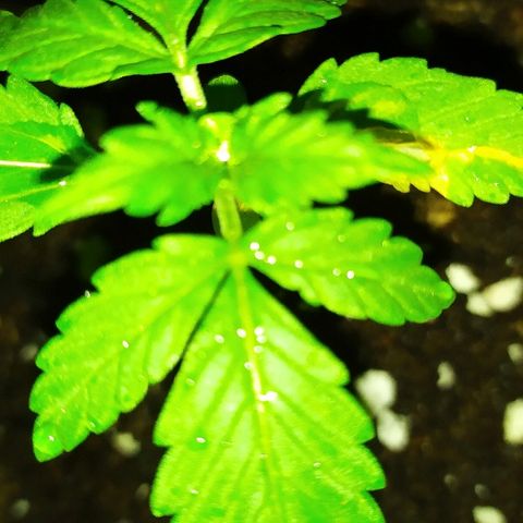 Royal Gorilla automatic growlog timeline photo