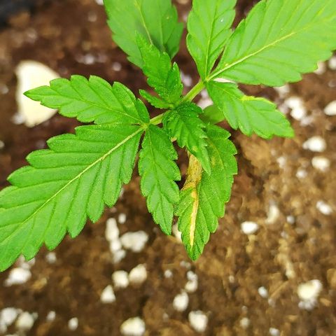 Royal Gorilla automatic growlog timeline photo
