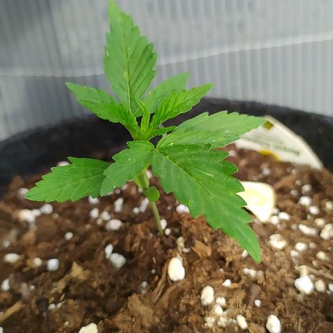 Royal Gorilla automatic growlog timeline photo