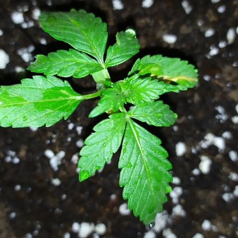 Royal Gorilla automatic growlog timeline photo