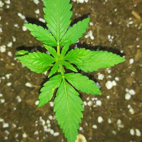Royal Gorilla automatic growlog timeline photo