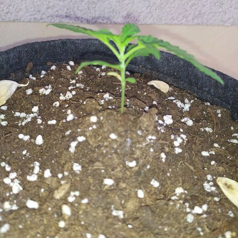 Royal Gorilla automatic growlog timeline photo