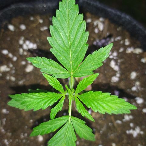 Royal Gorilla automatic growlog timeline photo