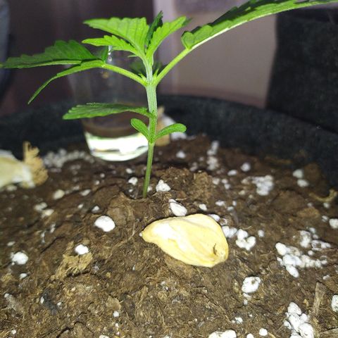 Royal Gorilla automatic growlog timeline photo