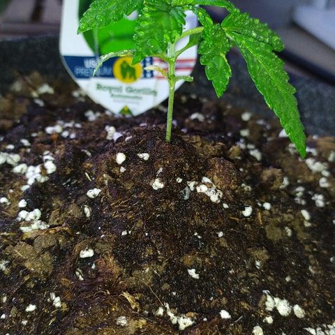 Royal Gorilla automatic growlog timeline photo