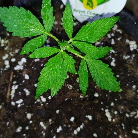 Royal Gorilla automatic growlog timeline photo