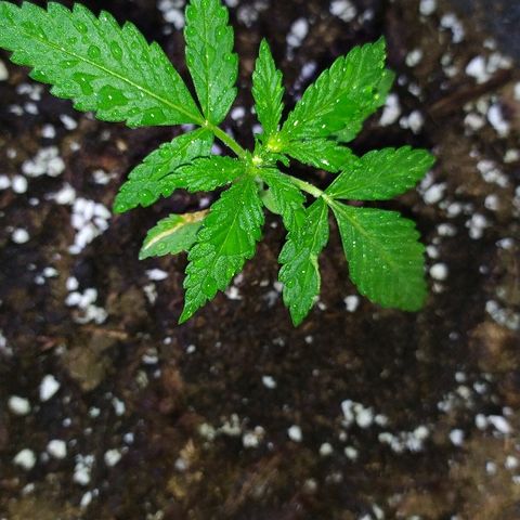 Royal Gorilla automatic growlog timeline photo