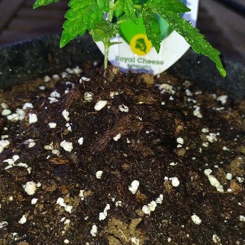 Royal Gorilla automatic growlog timeline photo