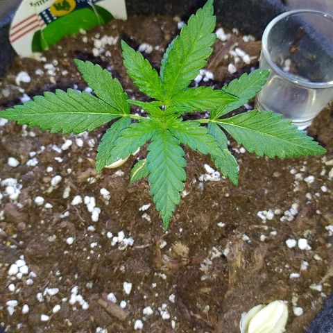 Royal Gorilla automatic growlog timeline photo