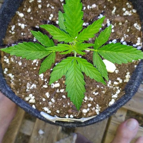 Royal Gorilla automatic growlog timeline photo