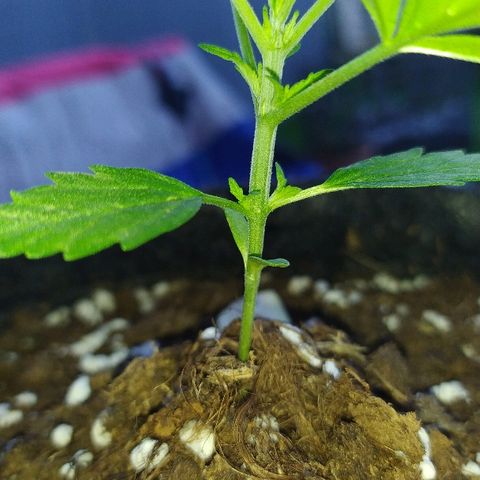 Royal Gorilla automatic growlog timeline photo