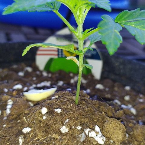 Royal Gorilla automatic growlog timeline photo