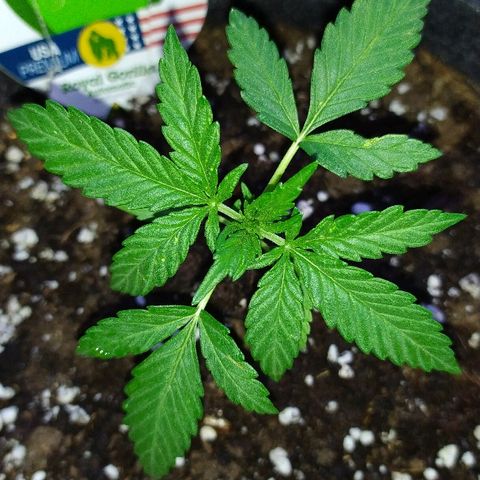 Royal Gorilla automatic growlog timeline photo