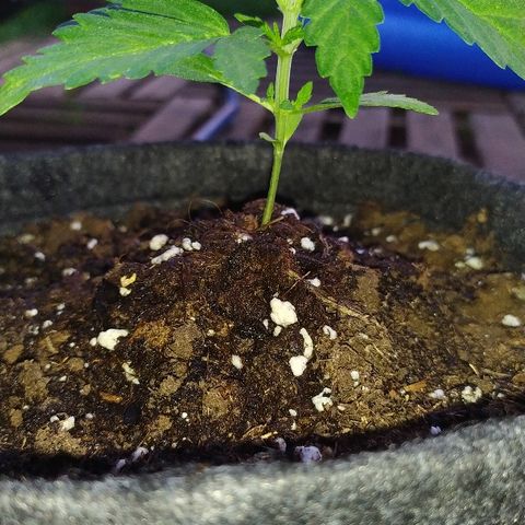 Royal Gorilla automatic growlog timeline photo