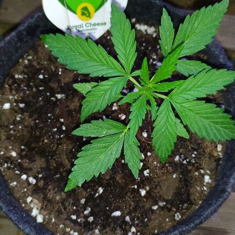 Royal Gorilla automatic growlog timeline photo