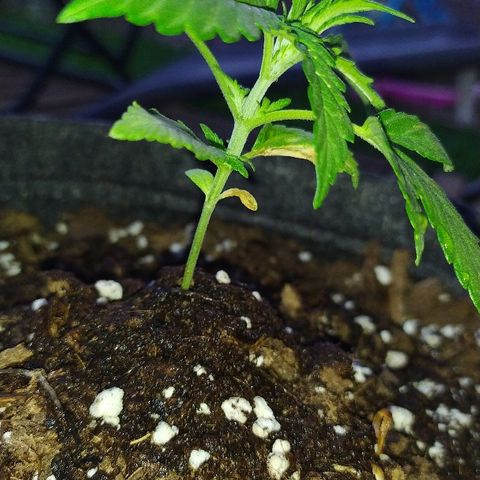 Royal Gorilla automatic growlog timeline photo