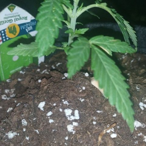 Royal Gorilla automatic growlog timeline photo