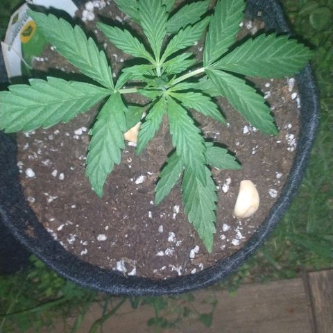 Royal Gorilla automatic growlog timeline photo