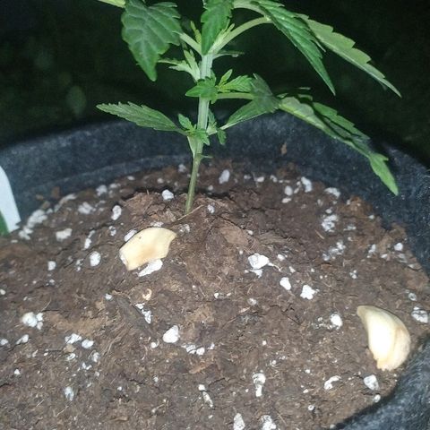 Royal Gorilla automatic growlog timeline photo