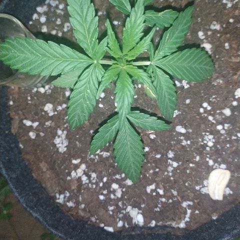 Royal Gorilla automatic growlog timeline photo